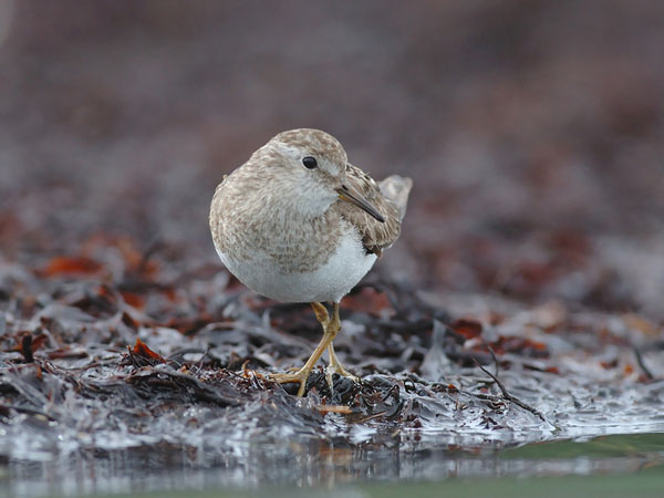 Lapinsirri, Temminck's Stint, Calidris temminckii